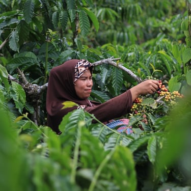 moccona farmer